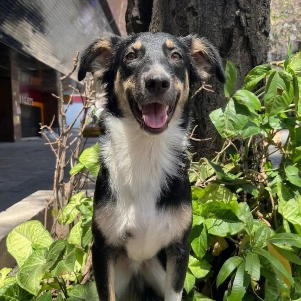 Duang, cachorro de porte médio para adoção em Betim - MG — foto 4 de 7