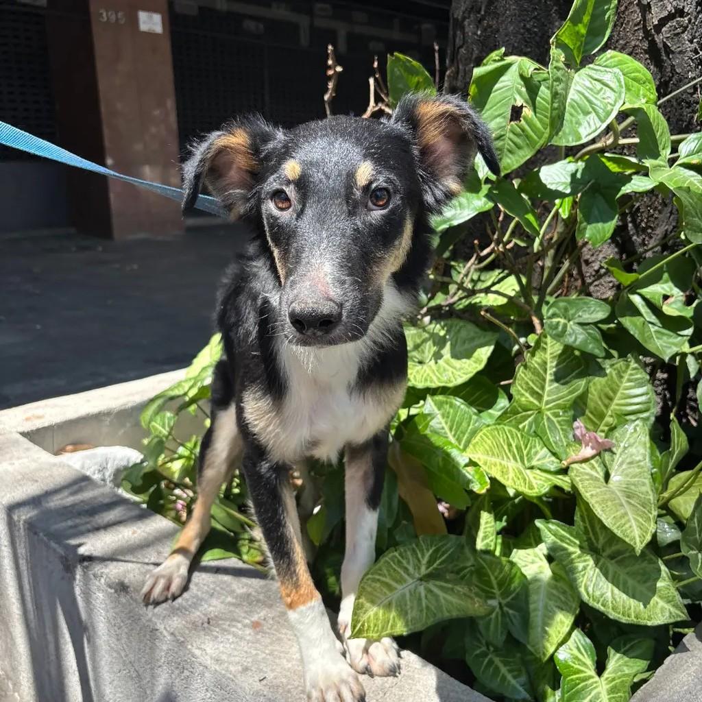 Duang, cachorro de porte médio para adoção em Betim - MG — foto 5 de 7