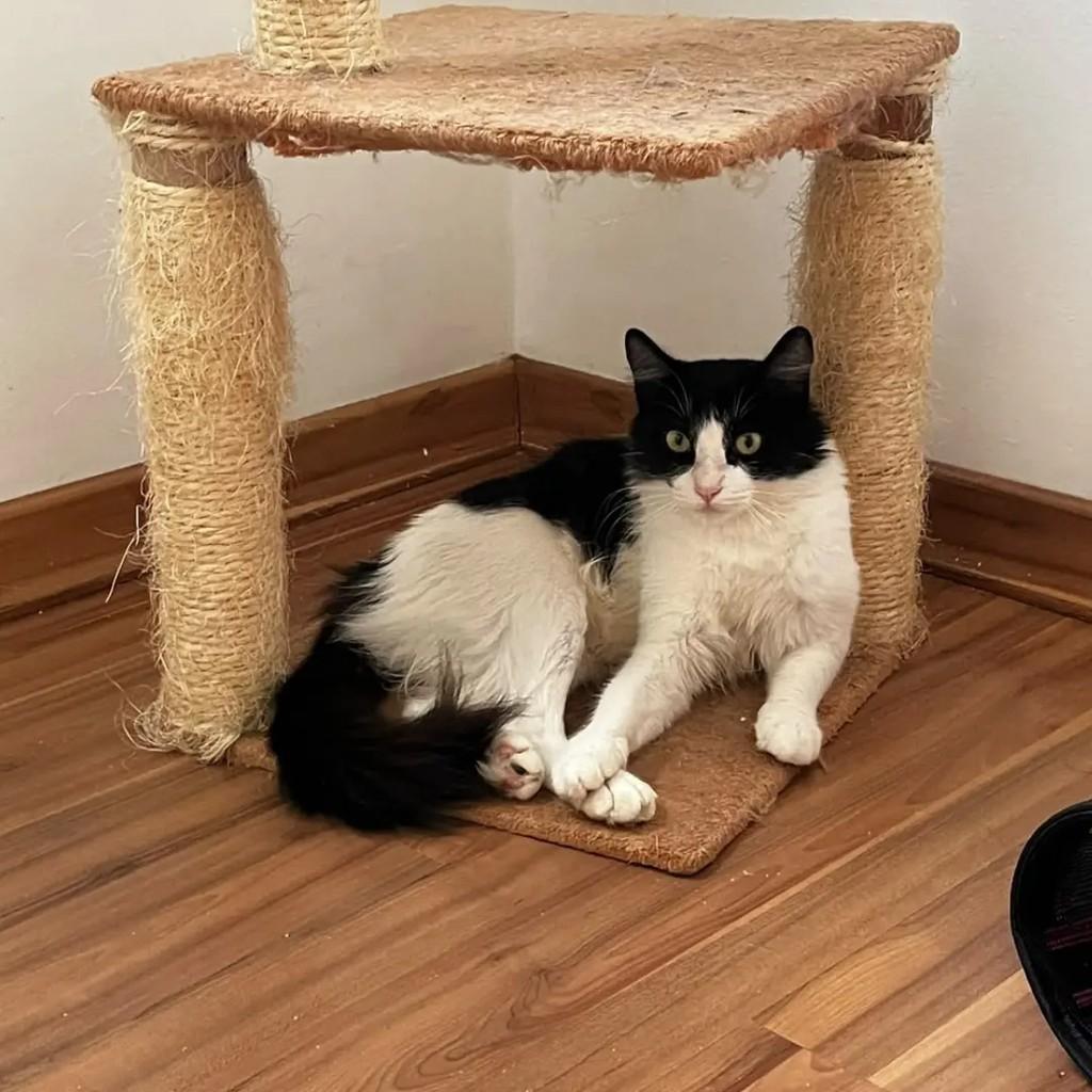 Luna, gata de porte pequeno para adoção em Betim - MG