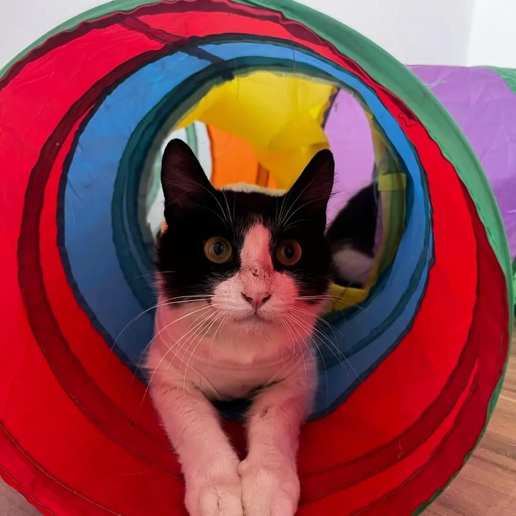 Luna, gata de porte pequeno para adoção em Betim - MG — foto 2 de 3