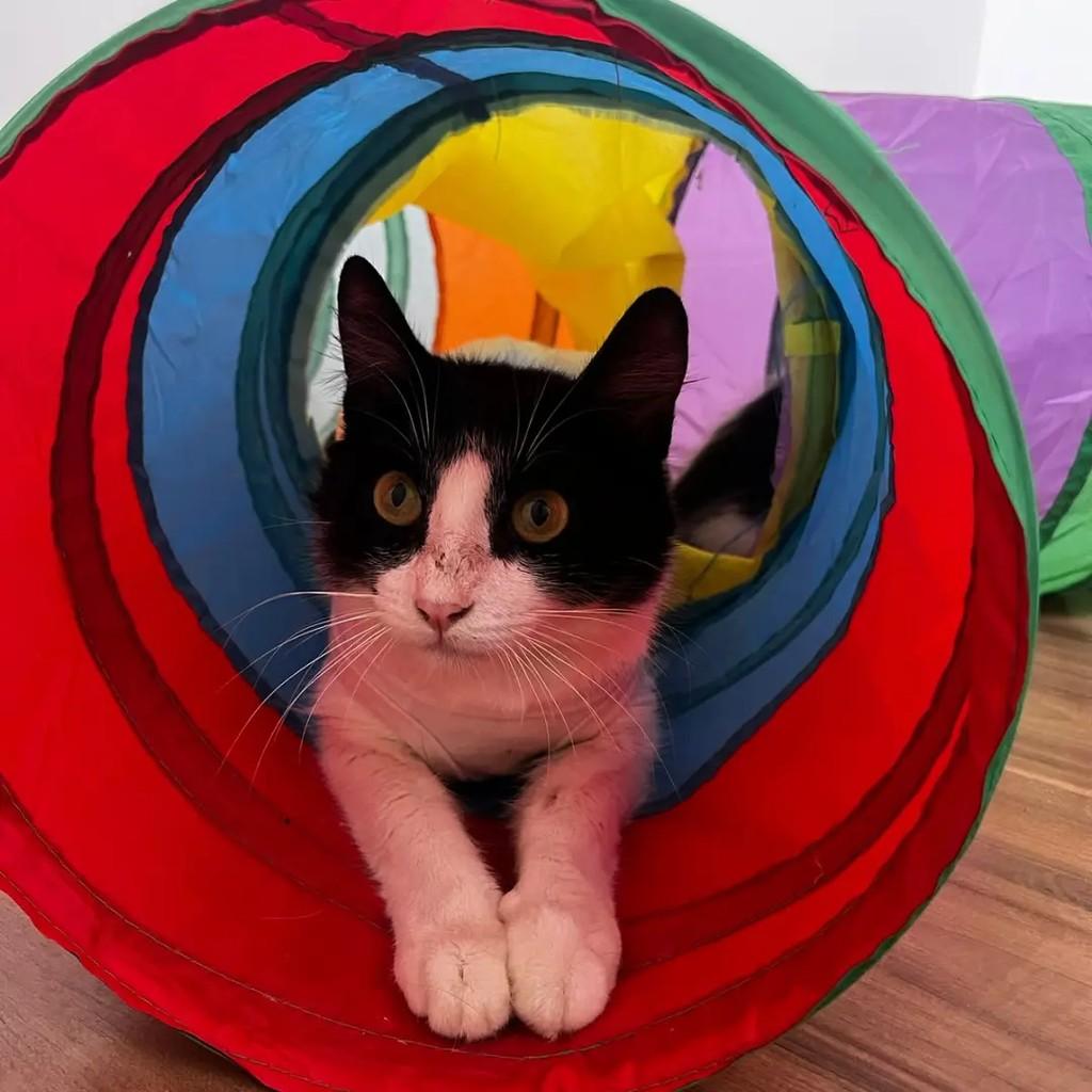 Luna, gata de porte pequeno para adoção em Betim - MG — foto 3 de 3