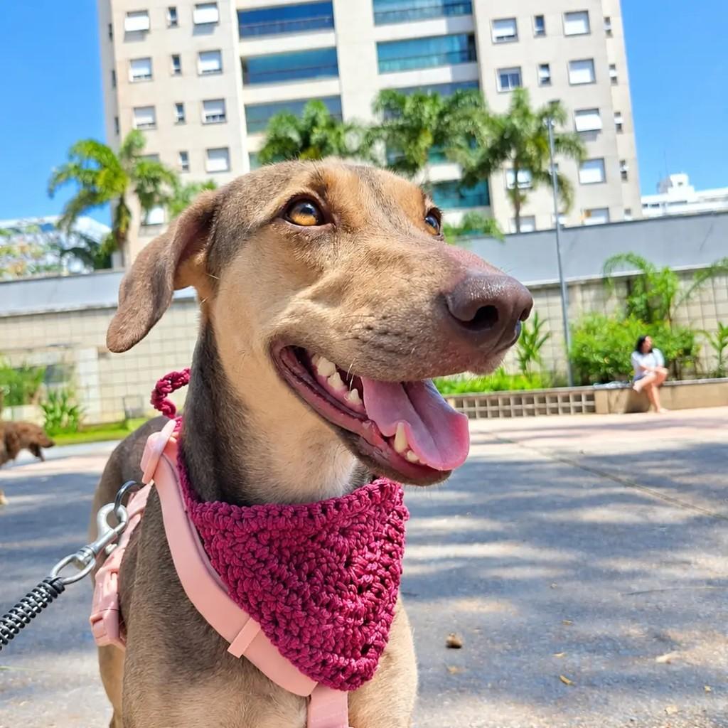 Diamante, cadela de porte médio para adoção em Betim - MG — foto 3 de 5