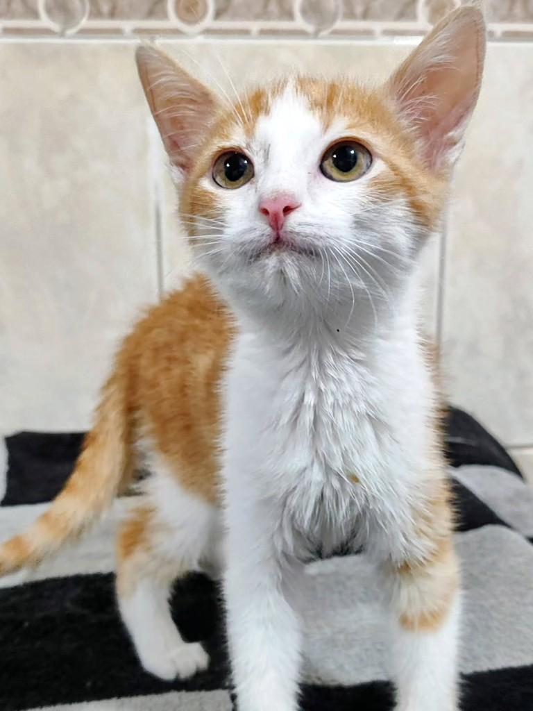 Tomate, gato de porte pequeno para adoção em Betim - MG