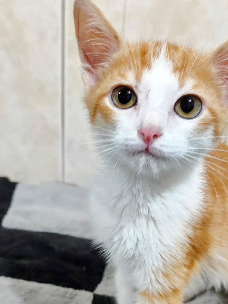 Tomate, gato de porte pequeno para adoção em Betim - MG — foto 2 de 5