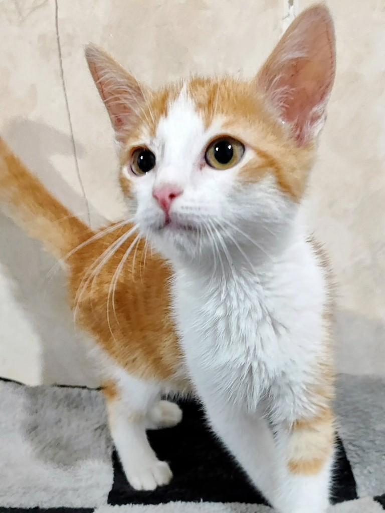Tomate, gato de porte pequeno para adoção em Betim - MG — foto 3 de 5
