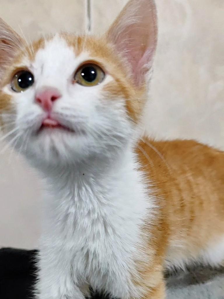 Tomate, gato de porte pequeno para adoção em Betim - MG — foto 4 de 5