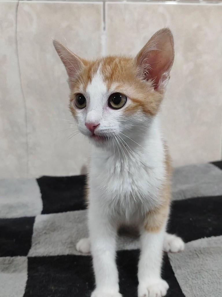 Tomate, gato de porte pequeno para adoção em Betim - MG — foto 5 de 5