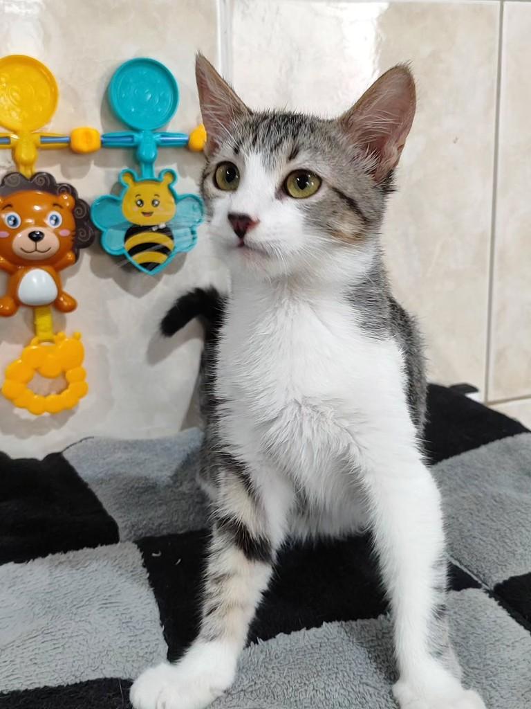 Breno, gato de porte pequeno para adoção em Betim - MG