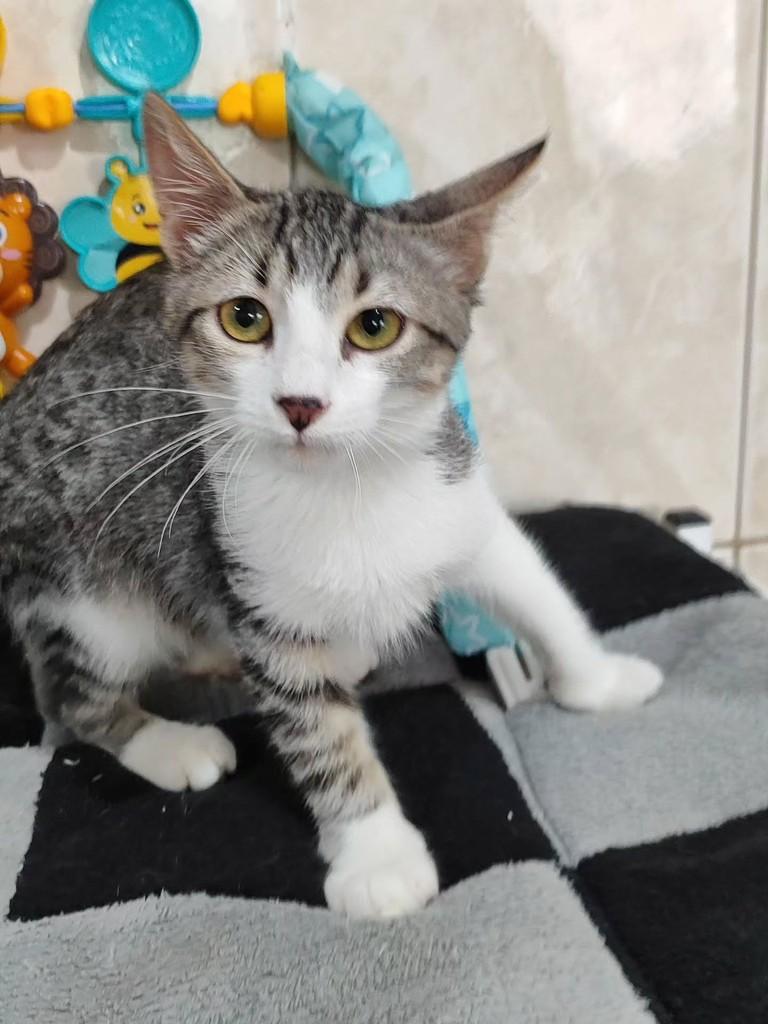 Breno, gato de porte pequeno para adoção em Betim - MG — foto 2 de 5