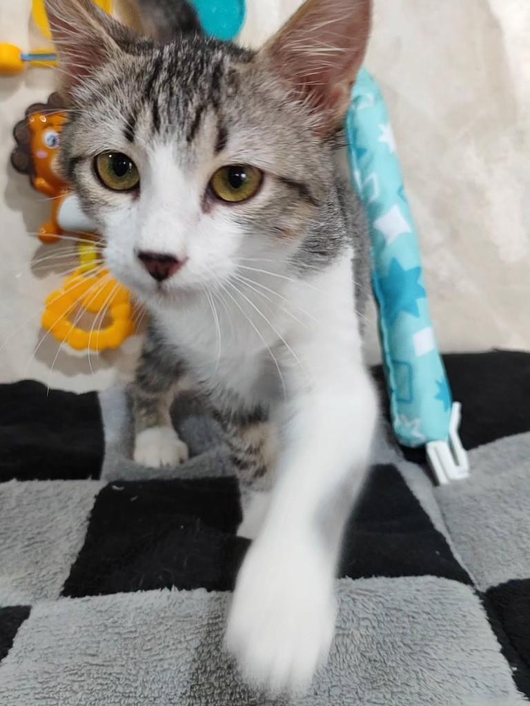 Breno, gato de porte pequeno para adoção em Betim - MG — foto 3 de 5
