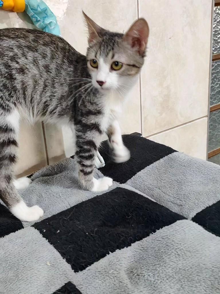 Breno, gato de porte pequeno para adoção em Betim - MG — foto 4 de 5