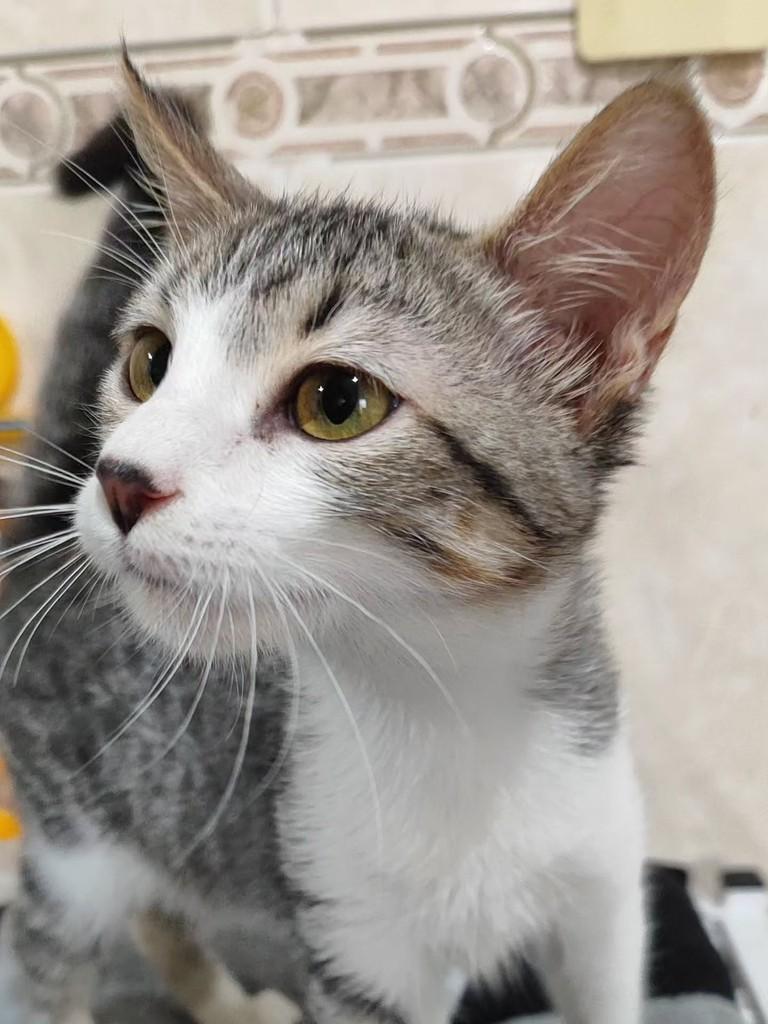 Breno, gato de porte pequeno para adoção em Betim - MG — foto 5 de 5
