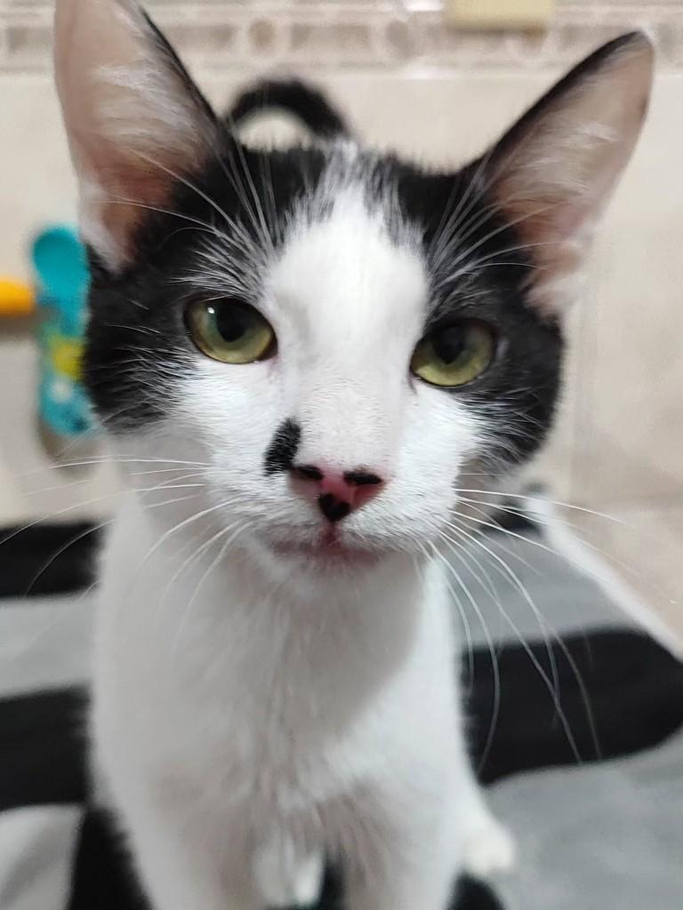 Bigodine, gato para adoção em Betim - MG