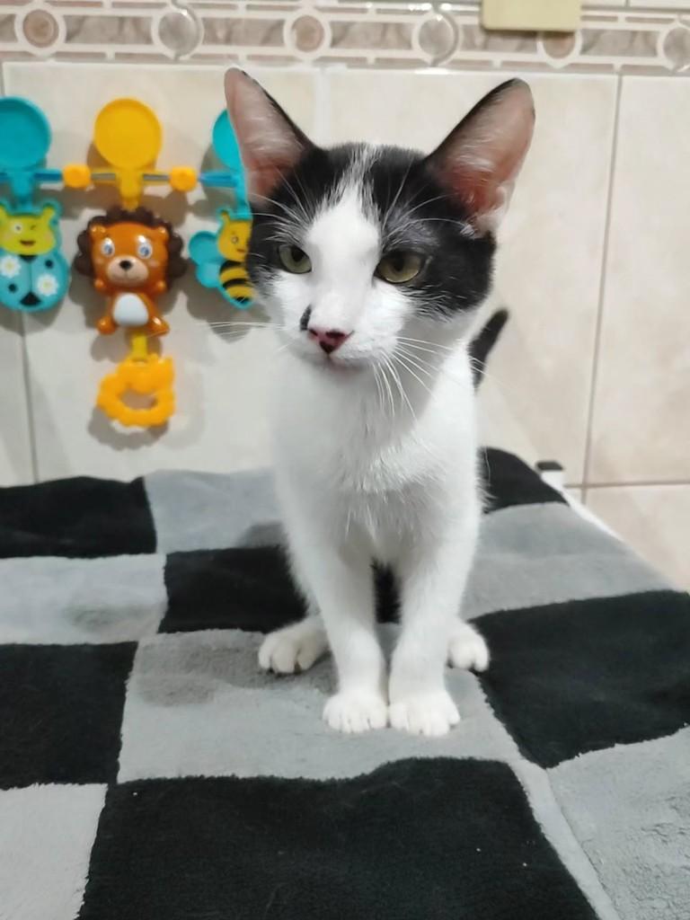 Bigodine, gato para adoção em Betim - MG — foto 2 de 5