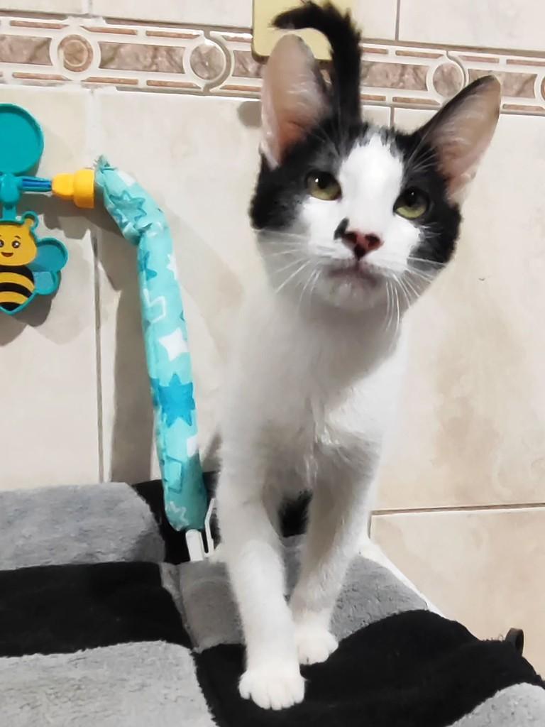 Bigodine, gato para adoção em Betim - MG — foto 3 de 5
