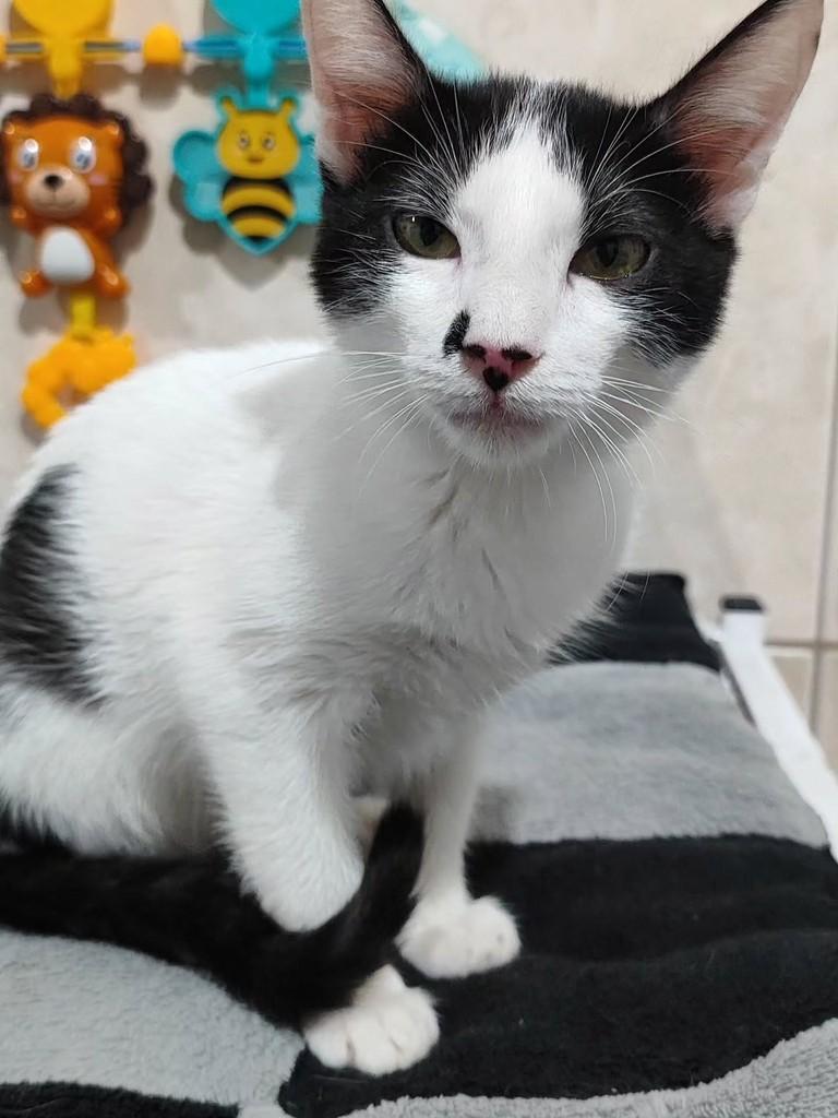 Bigodine, gato para adoção em Betim - MG — foto 4 de 5
