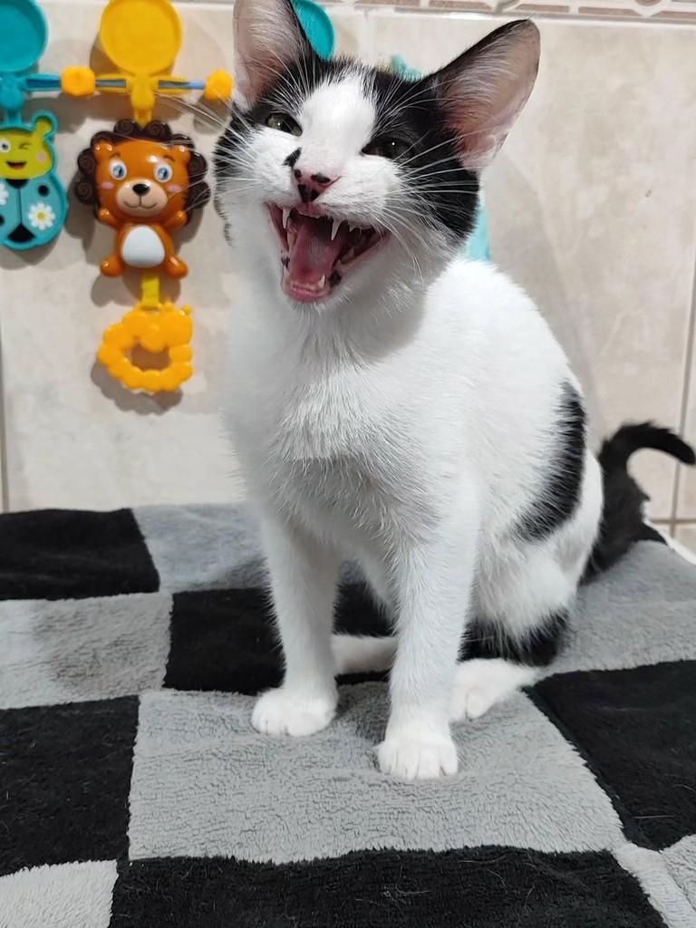 Bigodine, gato para adoção em Betim - MG — foto 5 de 5