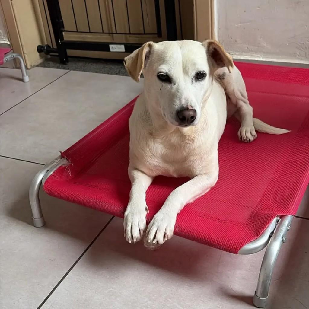 Cristal, cadela de porte médio para adoção em Betim - MG — foto 2 de 5