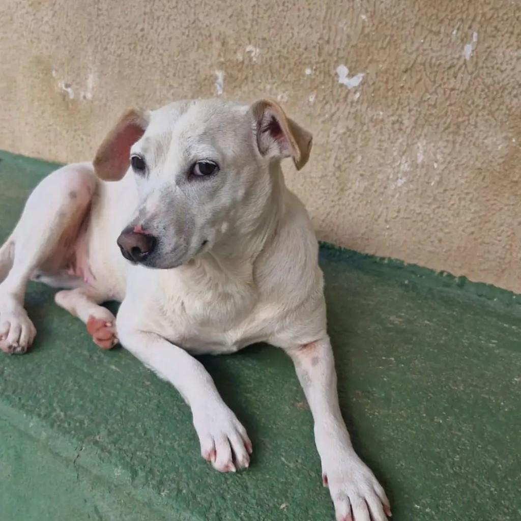 Cristal, cadela de porte médio para adoção em Betim - MG — foto 4 de 5