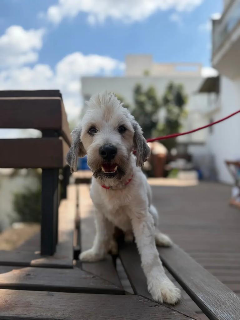 Dean, cachorro de porte pequeno para adoção em Betim - MG