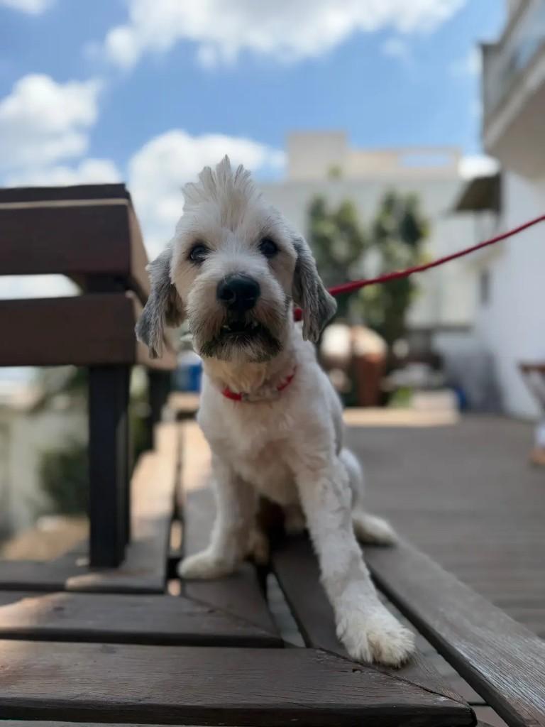 Dean, cachorro de porte pequeno para adoção em Betim - MG — foto 2 de 8