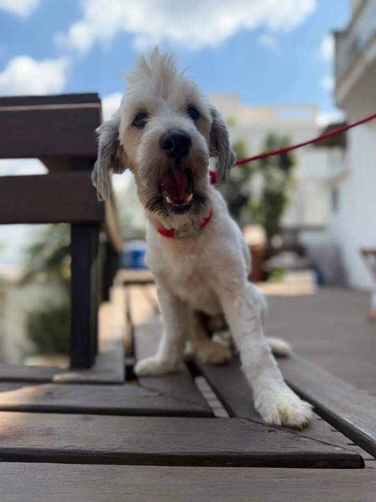 Dean, cachorro de porte pequeno para adoção em Betim - MG — foto 3 de 8