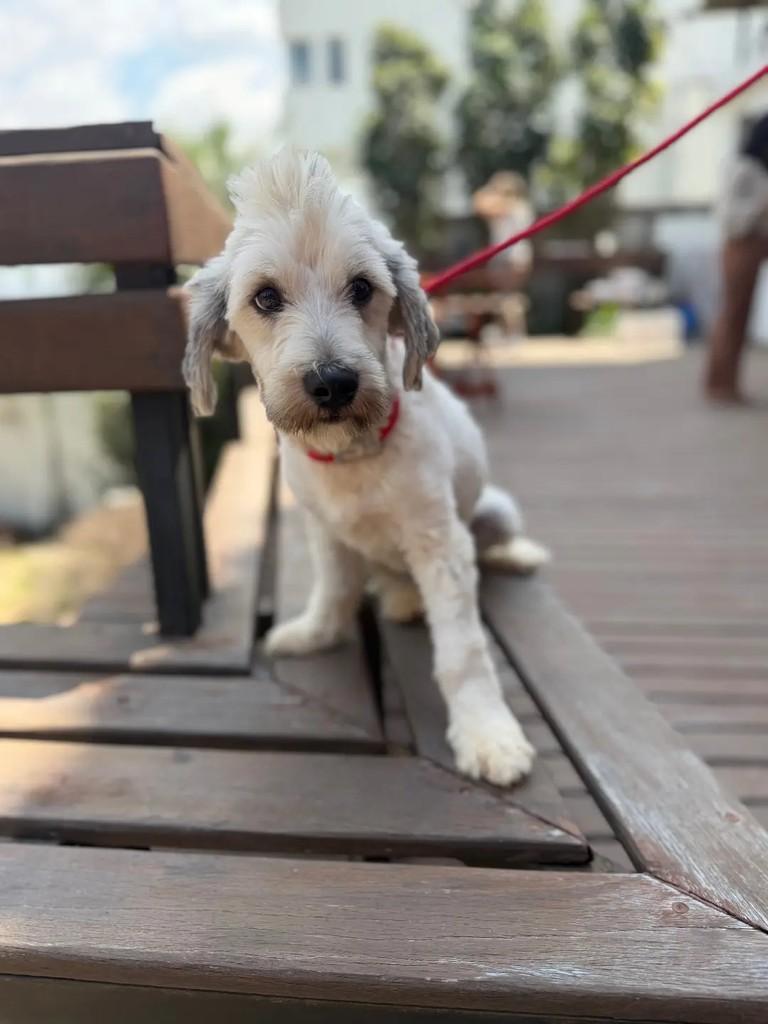 Dean, cachorro de porte pequeno para adoção em Betim - MG — foto 4 de 8