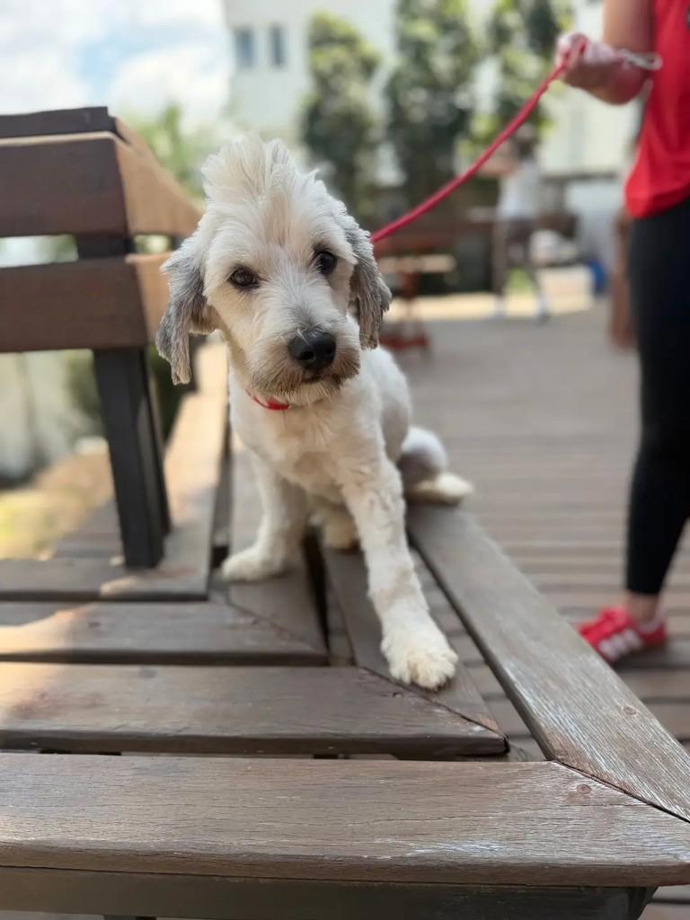 Dean, cachorro de porte pequeno para adoção em Betim - MG — foto 5 de 8
