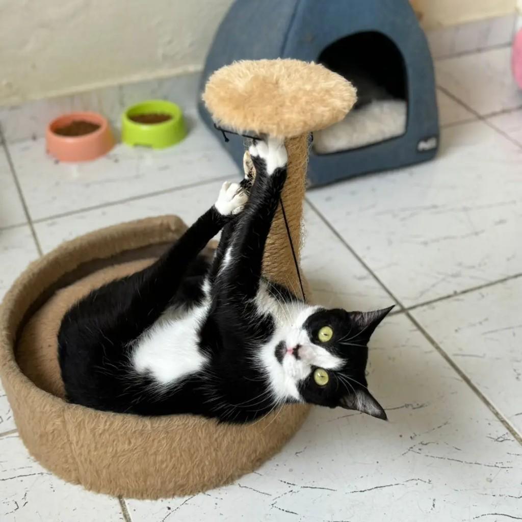 Thabata, gata de porte pequeno para adoção em Betim - MG