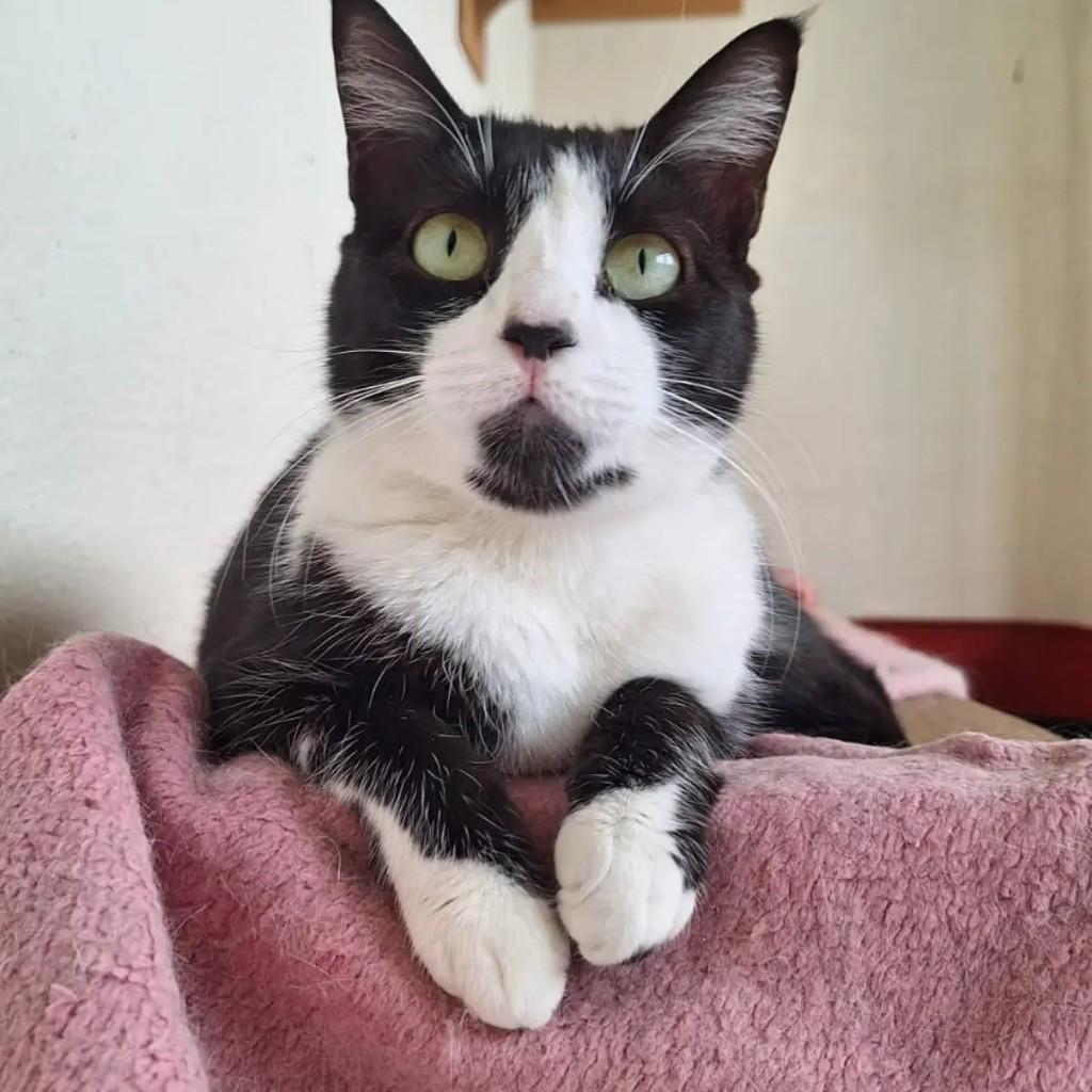 Thabata, gata de porte pequeno para adoção em Betim - MG — foto 2 de 5