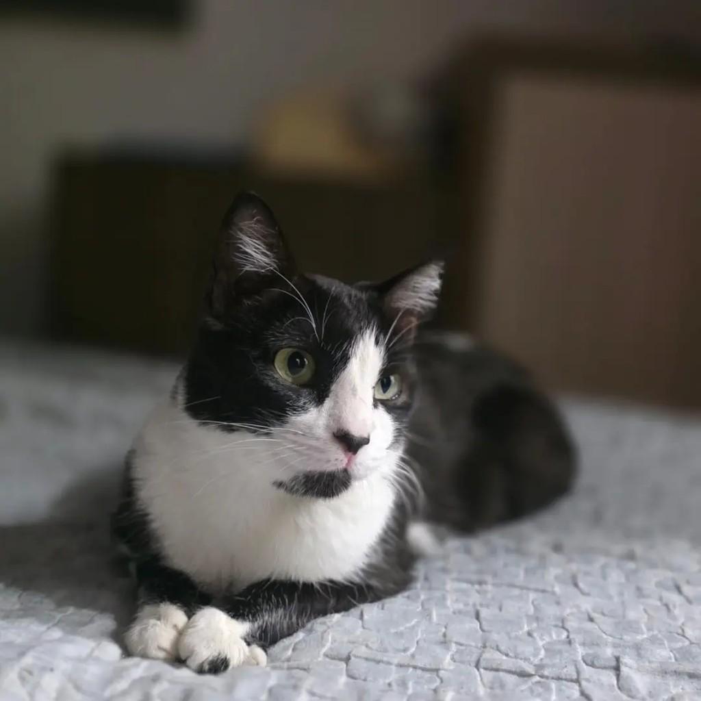 Thabata, gata de porte pequeno para adoção em Betim - MG — foto 4 de 5