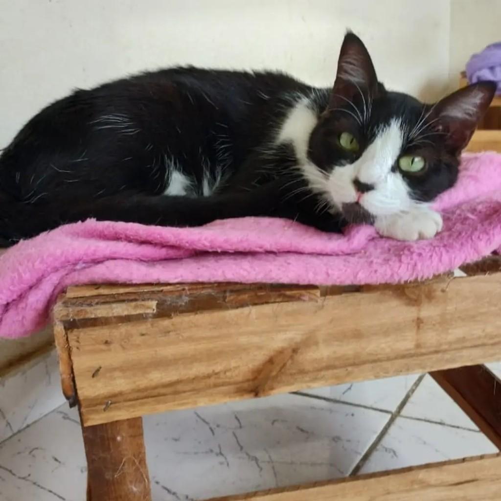 Thabata, gata de porte pequeno para adoção em Betim - MG — foto 5 de 5