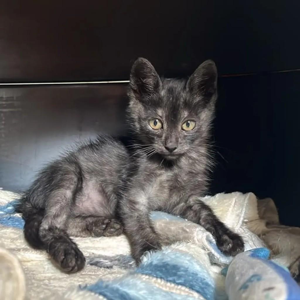 Grafite, gato de porte pequeno para adoção em Belo Horizonte - MG
