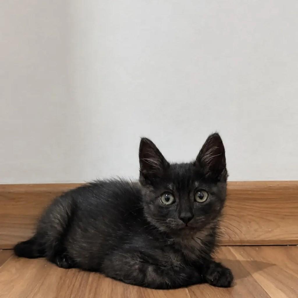 Grafite, gato de porte pequeno para adoção em Belo Horizonte - MG — foto 2 de 2