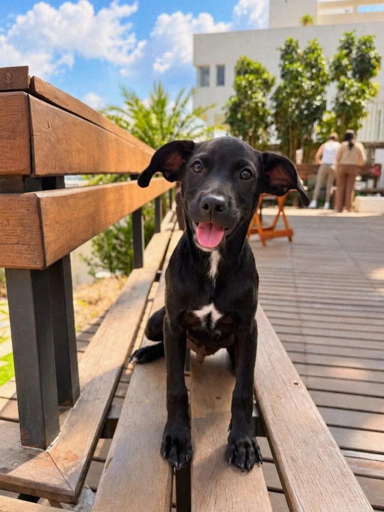Carvão, cachorro de porte médio para adoção em Betim - MG