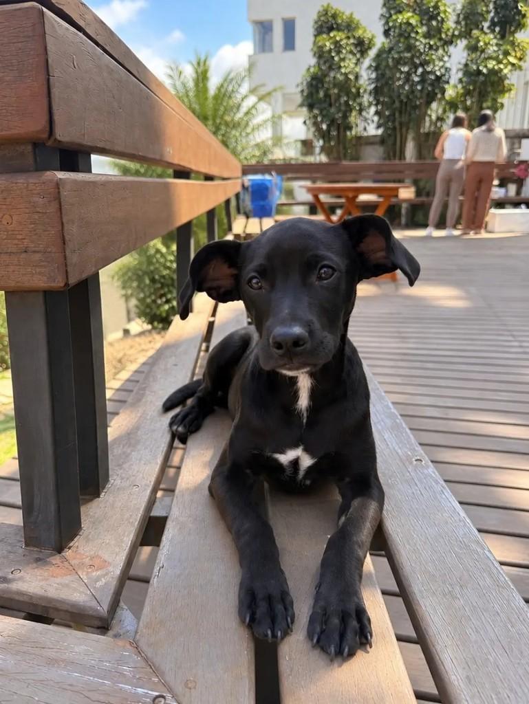 Carvão, cachorro de porte médio para adoção em Betim - MG — foto 2 de 5