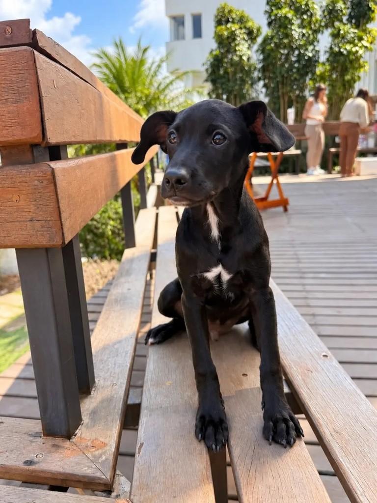 Carvão, cachorro de porte médio para adoção em Betim - MG — foto 3 de 5