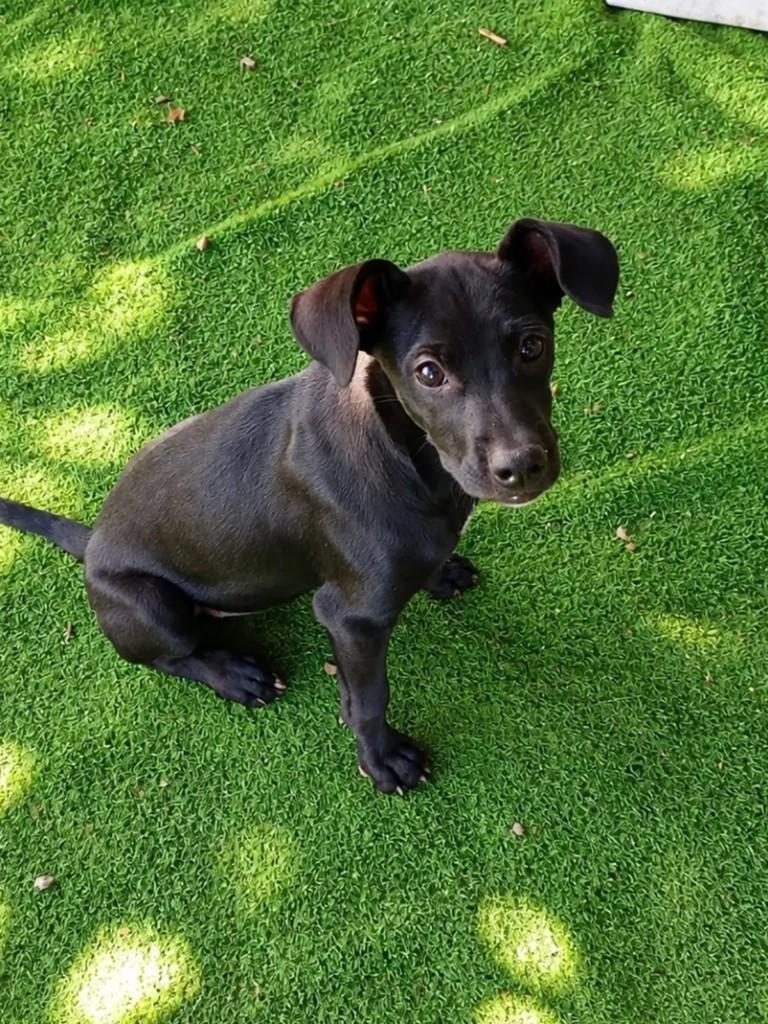 Carvão, cachorro de porte médio para adoção em Betim - MG — foto 4 de 5
