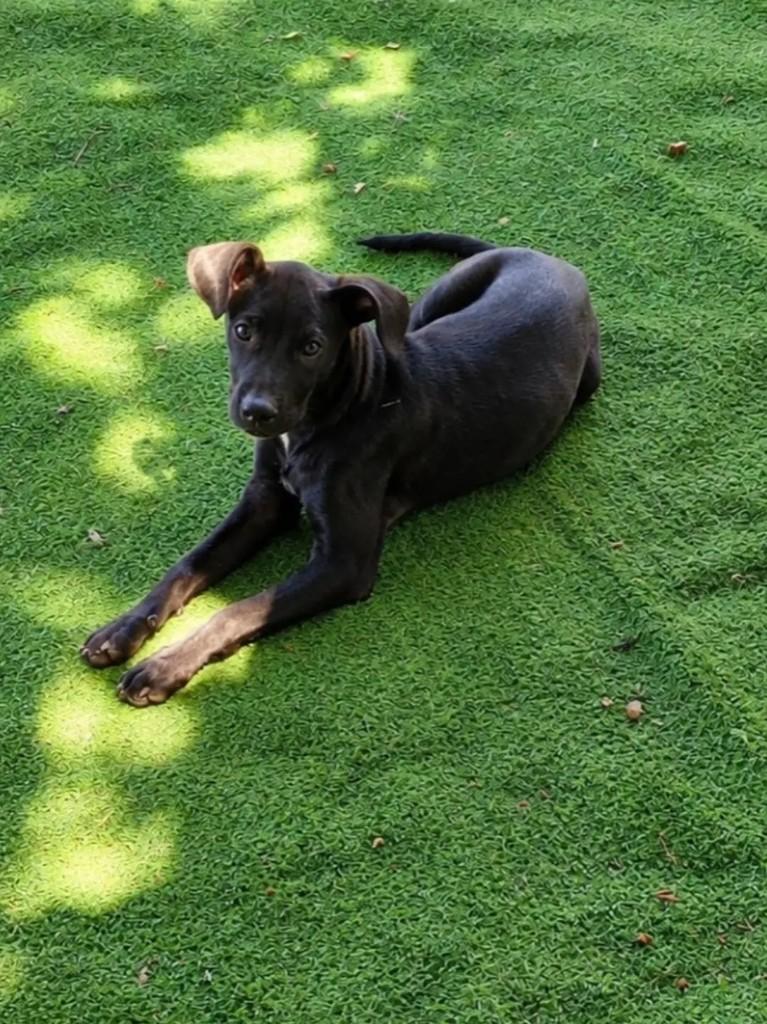 Carvão, cachorro de porte médio para adoção em Betim - MG — foto 5 de 5