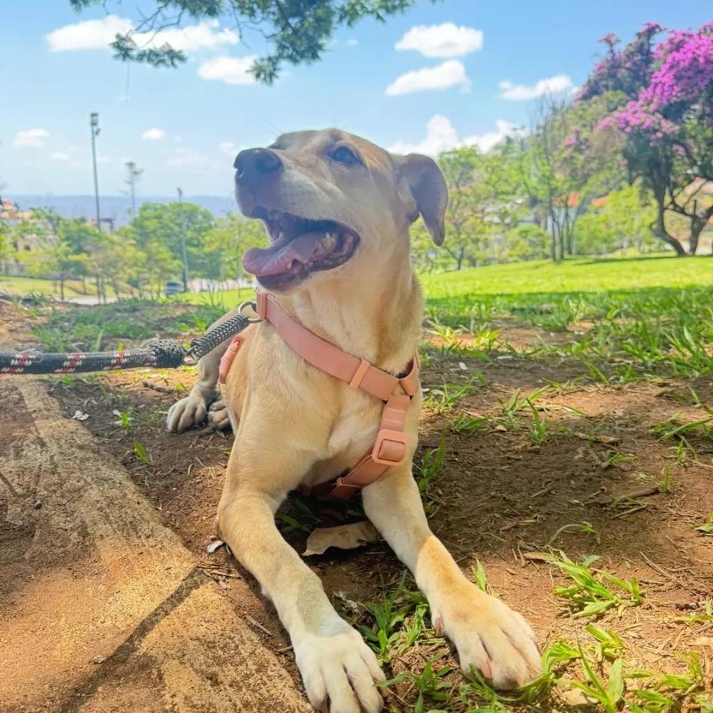 Chetara, cadela de porte grande para adoção em Betim - MG