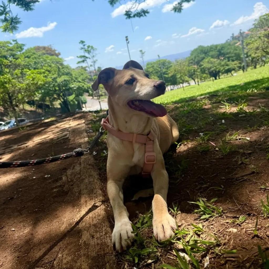 Chetara, cadela de porte grande para adoção em Betim - MG — foto 2 de 7