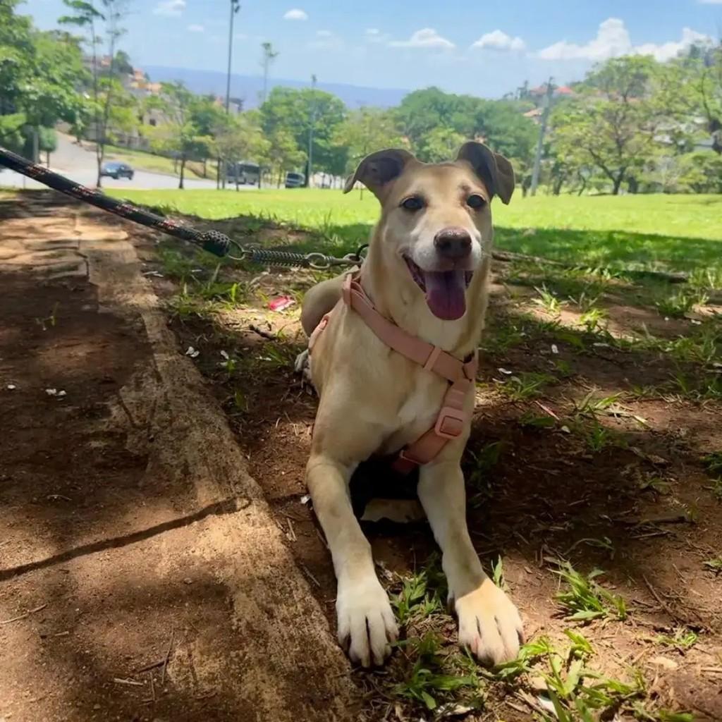 Chetara, cadela de porte grande para adoção em Betim - MG — foto 3 de 7