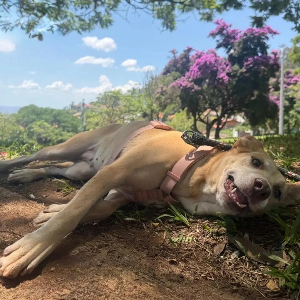 Chetara, cadela de porte grande para adoção em Betim - MG — foto 4 de 7