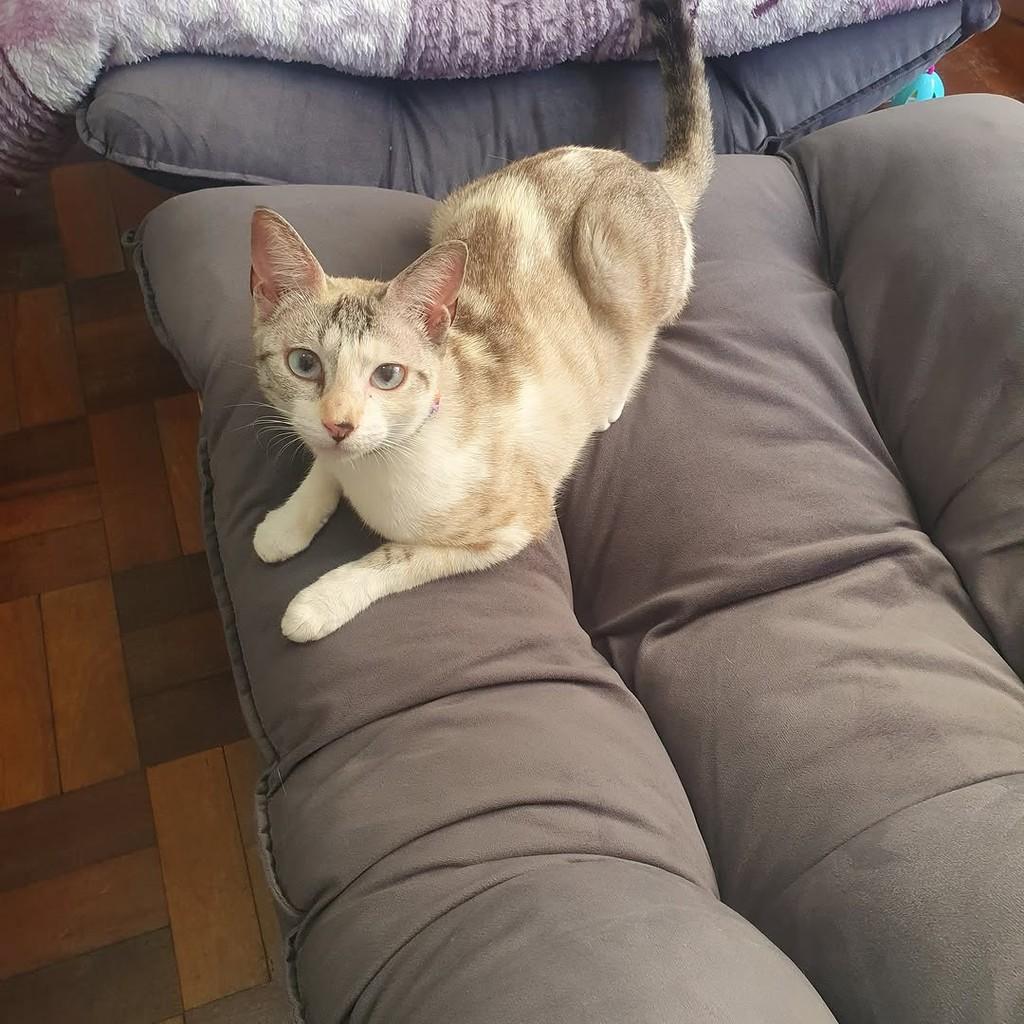 Amy, gata de porte pequeno para adoção em Florianópolis - SC