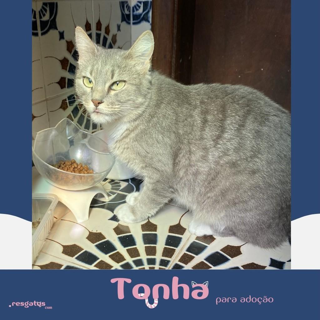 Tonha, gata para adoção em Curitiba - PR