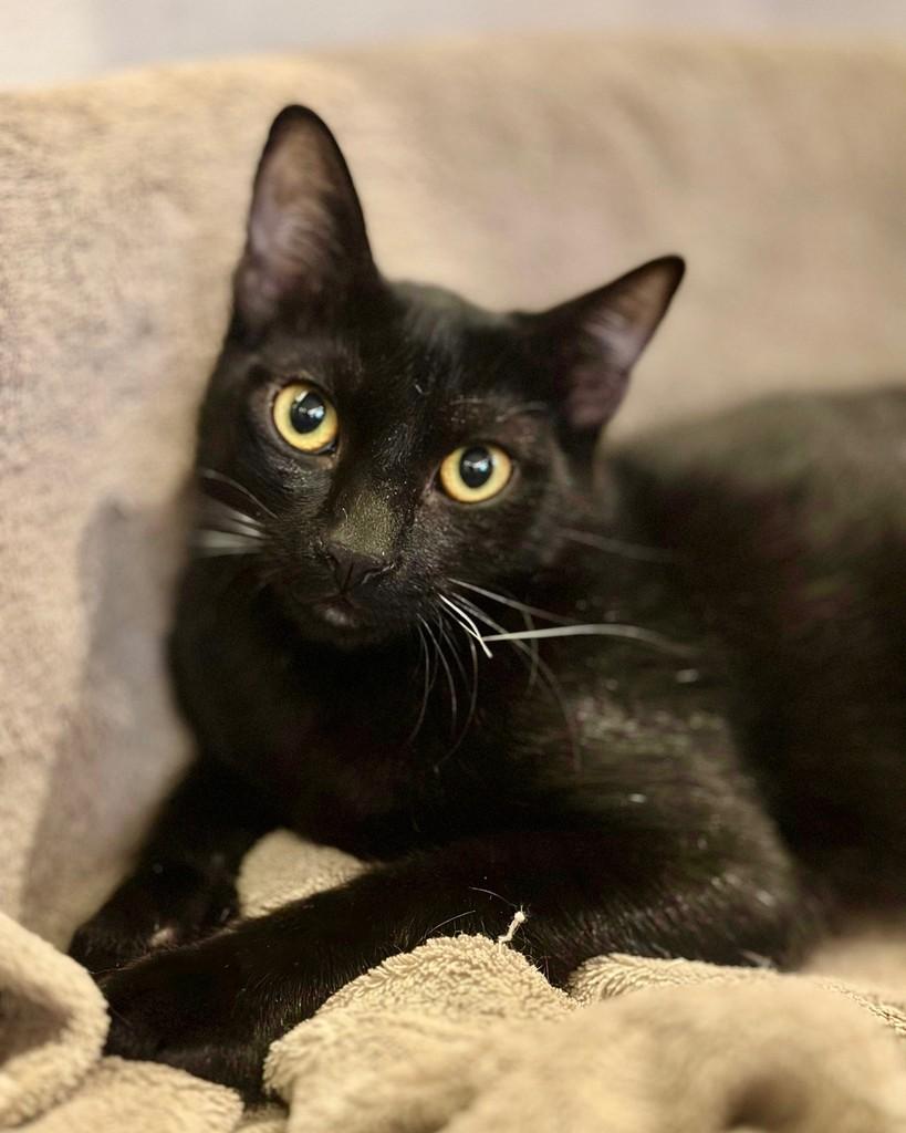 Will, gato para adoção em Sorocaba - SP