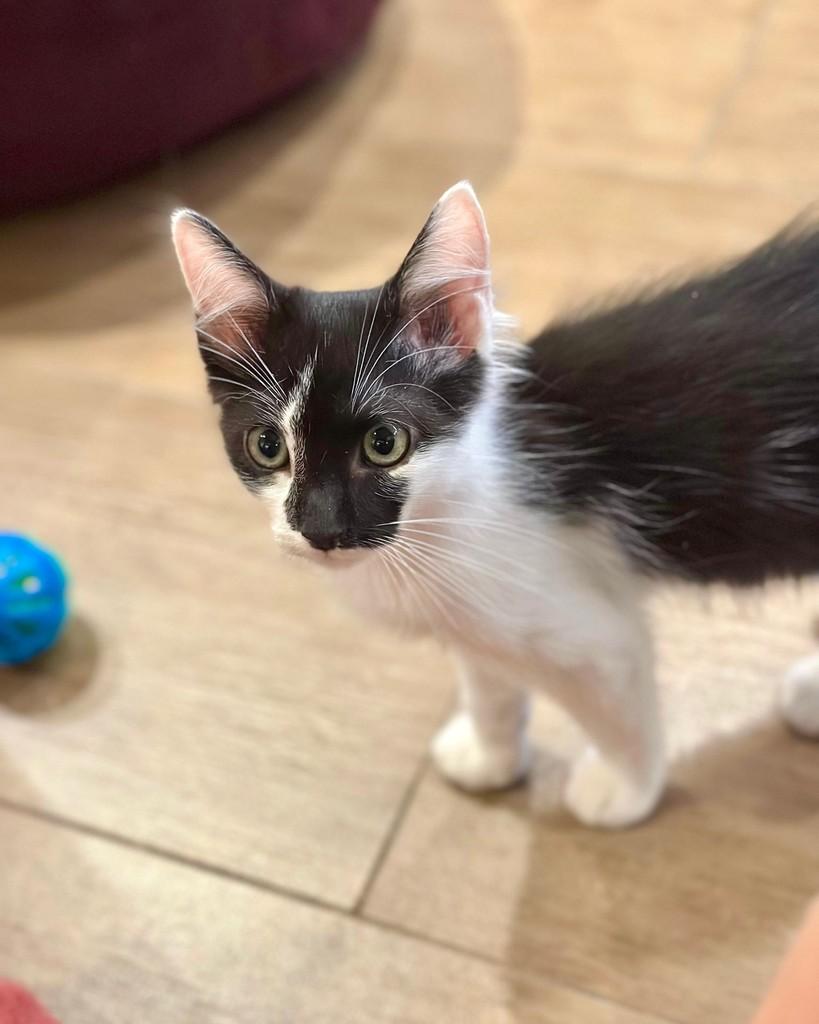 Tico, gato de porte pequeno para adoção em Sorocaba - SP