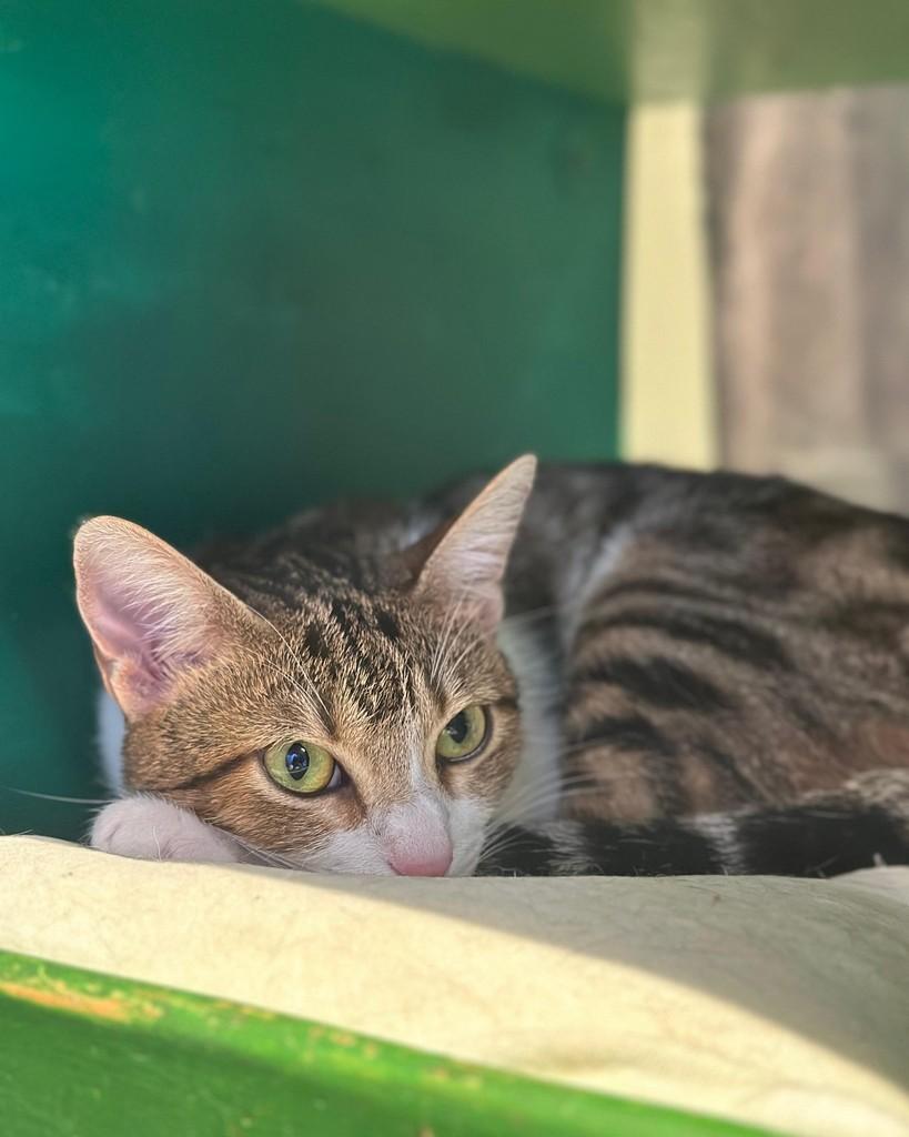 Kairi, gata de porte pequeno para adoção em Sorocaba - SP