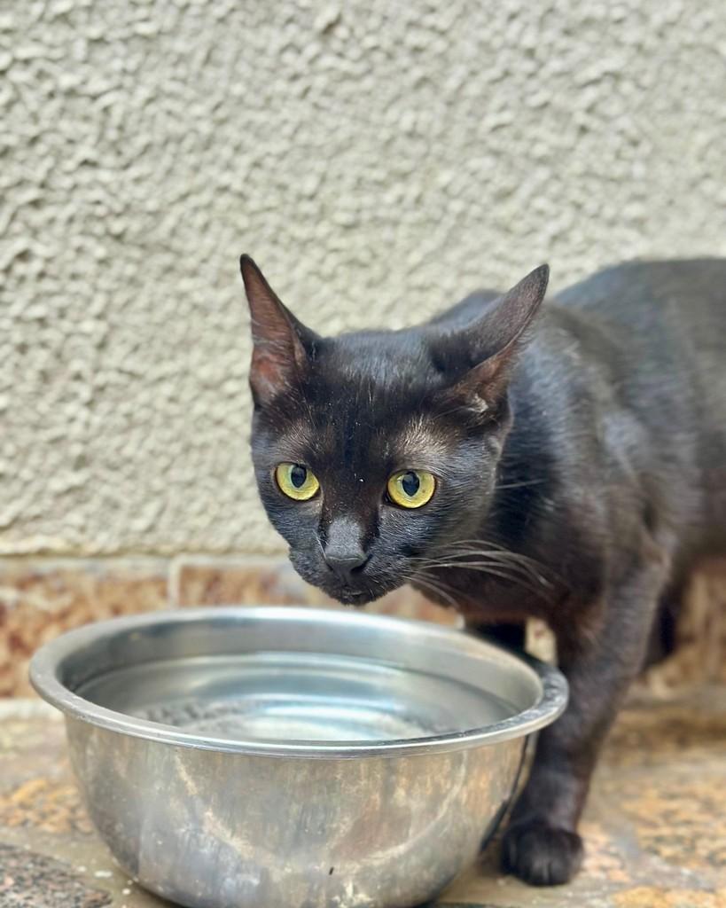 Vitória, gata para adoção em Vitória - ES