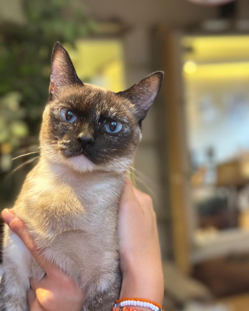Cacau, gato para adoção em Sorocaba - SP